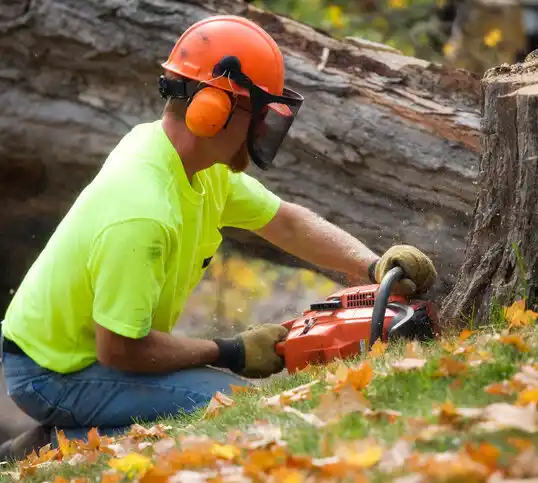 tree services Upper Saddle River